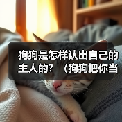 狗狗是怎样认出自己的主人的?(狗狗把你当主人的明显表现和迹象)(图4) 狗狗是怎样认出自己的主人的?(狗狗把你当主人的明显表现和迹象)(图4)