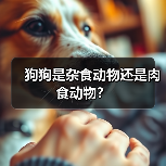 狗狗是杂食动物还是肉食动物?(图2) 狗狗是杂食动物还是肉食动物?(图2)