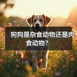 狗狗是杂食动物还是肉食动物?(图3) 狗狗是杂食动物还是肉食动物?(图3)