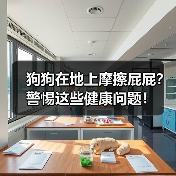 狗狗在地上摩擦屁屁？警惕这些健康问题！(图2)