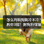 怎么判断狗狗冷不冷?教你3招!附狗狗保暖小Tips✔(图2) 怎么判断狗狗冷不冷?教你3招!附狗狗保暖小Tips✔(图2)
