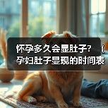 怀孕多久会显肚子？（孕妇肚子显现的时间表）(图3)