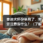 泰迪犬怀孕半月了，需要注意些什么？（了解泰迪怀孕期的重要知识 - 新生家伴