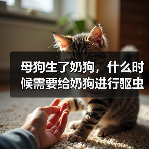 母狗生了奶狗,什么时候需要给奶狗进行驱虫?(驱虫时间的重要性及建议)(图4) 母狗生了奶狗,什么时候需要给奶狗进行驱虫?(驱虫时间的重要性及建议)(图4)