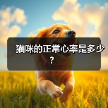 猫咪的正常心率是多少?(图4) 猫咪的正常心率是多少?(图4)