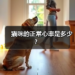 猫咪的正常心率是多少?(图2) 猫咪的正常心率是多少?(图2)