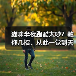 猫咪半夜跑酷太吵?教你几招,从此一觉到天亮!(图2) 猫咪半夜跑酷太吵?教你几招,从此一觉到天亮!(图2)