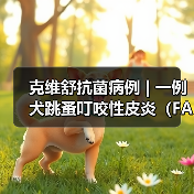 克维舒抗菌病例 | 一例犬跳蚤叮咬性皮炎(FAD)的病例分析(图2) 克维舒抗菌病例 | 一例犬跳蚤叮咬性皮炎(FAD)的病例分析(图2)