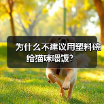 为什么不建议用塑料碗给猫咪喂饭？ - 新生家伴