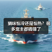 猫咪怕冷还是怕热?很多宠主都搞错了(图2) 猫咪怕冷还是怕热?很多宠主都搞错了(图2)
