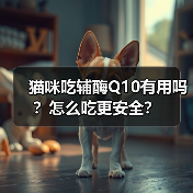 猫咪吃辅酶Q10有用吗?怎么吃更安全?(图2) 猫咪吃辅酶Q10有用吗?怎么吃更安全?(图2)