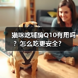 猫咪吃辅酶Q10有用吗?怎么吃更安全?(图3) 猫咪吃辅酶Q10有用吗?怎么吃更安全?(图3)