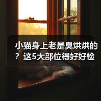 小猫身上老是臭烘烘的?这5大部位得好好检查!(图3) 小猫身上老是臭烘烘的?这5大部位得好好检查!(图3)