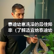 泰迪幼崽洗澡的最佳频率(了解适宜给泰迪幼崽洗澡的时间间隔)(图3) 泰迪幼崽洗澡的最佳频率(了解适宜给泰迪幼崽洗澡的时间间隔)(图3)