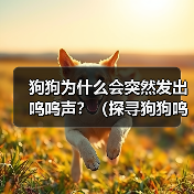 狗狗为什么会突然发出呜呜声?(探寻狗狗呜呜声背后的原因)(图3) 狗狗为什么会突然发出呜呜声?(探寻狗狗呜呜声背后的原因)(图3)