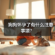 狗狗怀孕了有什么注意事项？ - 新生家伴