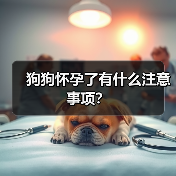 狗狗怀孕了有什么注意事项？(图4)