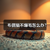 布偶猫不爆毛怎么办？(图3)