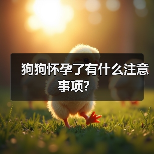 狗狗怀孕了有什么注意事项？(图3)