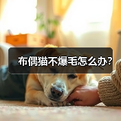布偶猫不爆毛怎么办？(图4)