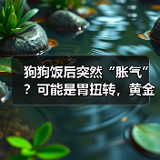 狗狗饭后突然“胀气”？可能是胃扭转，黄金抢救时间仅4小时！(图4)