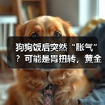 狗狗饭后突然“胀气”？可能是胃扭转，黄金抢救时间仅4小时！ - 新生家伴