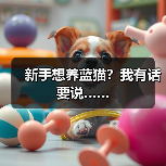 新手想养蓝猫？我有话要说……(图2)
