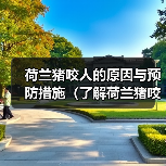 荷兰猪咬人的原因与预防措施(了解荷兰猪咬人的主要原因及如何避免受伤)(图3) 荷兰猪咬人的原因与预防措施(了解荷兰猪咬人的主要原因及如何避免受伤)(图3)