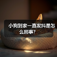 小狗到家一直发抖是怎么回事？(图2)