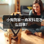 小狗到家一直发抖是怎么回事？(图3)