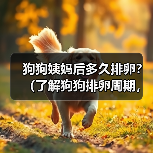 狗狗姨妈后多久排卵?(了解狗狗排卵周期,细心呵护你的宠物)(图3) 狗狗姨妈后多久排卵?(了解狗狗排卵周期,细心呵护你的宠物)(图3)