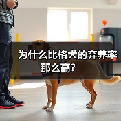 为什么比格犬的弃养率那么高?(图2) 为什么比格犬的弃养率那么高?(图2)