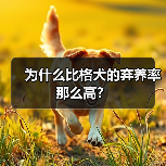 为什么比格犬的弃养率那么高?(图3) 为什么比格犬的弃养率那么高?(图3)