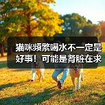 猫咪频繁喝水不一定是好事！可能是肾脏在求救！ - 新生家伴