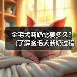 金毛犬断奶需要多久?(了解金毛犬断奶过程及时间长度的关键因素)(图3) 金毛犬断奶需要多久?(了解金毛犬断奶过程及时间长度的关键因素)(图3)
