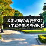 金毛犬断奶需要多久？（了解金毛犬断奶过程及时间长度的关键因素 - 新生家伴