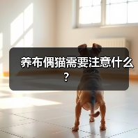 养布偶猫需要注意什么?(图3) 养布偶猫需要注意什么?(图3)