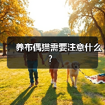 养布偶猫需要注意什么?(图2) 养布偶猫需要注意什么?(图2)