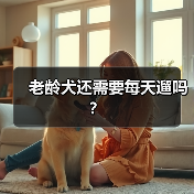 老龄犬还需要每天遛吗?(图2) 老龄犬还需要每天遛吗?(图2)