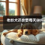 老龄犬还需要每天遛吗?(图3) 老龄犬还需要每天遛吗?(图3)