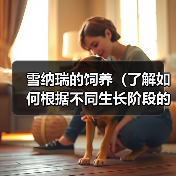 雪纳瑞的饲养(了解如何根据不同生长阶段的需求,科学喂养你的雪纳瑞)(图3) 雪纳瑞的饲养(了解如何根据不同生长阶段的需求,科学喂养你的雪纳瑞)(图3)
