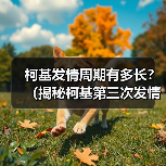 柯基发情周期有多长？（揭秘柯基第三次发情