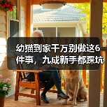 幼猫到家千万别做这6件事，九成新手都踩坑