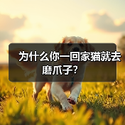 为什么你一回家猫就去磨爪子?(图4) 为什么你一回家猫就去磨爪子?(图4)