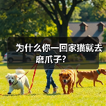 为什么你一回家猫就去磨爪子？