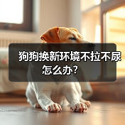 狗狗换新环境不拉不尿怎么办？(图2)