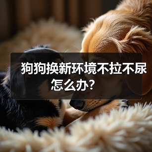 狗狗换新环境不拉不尿怎么办？