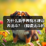 为什么新手养狗不建议养法斗?(解读法斗的性格特点和对新手养狗的挑战)(图3) 为什么新手养狗不建议养法斗?(解读法斗的性格特点和对新手养狗的挑战)(图3)