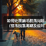 如何处理猫毛脱落问题（猫毛脱落周期及应对
