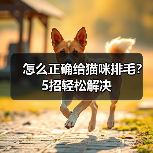 怎么正确给猫咪排毛？5招轻松解决